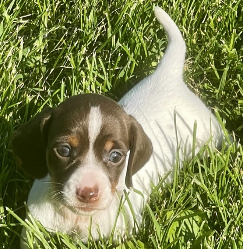 na prodej zdrav� �t��ata jezev��ka. M�me na prodej dv� kr�sn� �t��ata jezev��ka. �t��ata jezev��ka jsou o�kovan�, od�erven� a r�di si hraj� s d�tmi a jin�mi zv��aty.