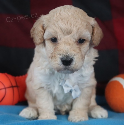 Prod�m �t��ata Bichon Poo.