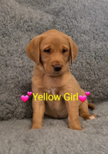 �ten�tka labradorsk�ch retr�vru bez pp