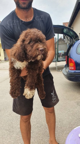 Lagotto Romagnolo �t��ata