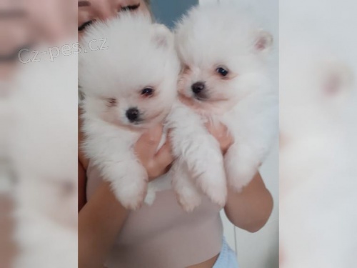 Pomeranian/trpasli�� �pic �t��ata bez PP