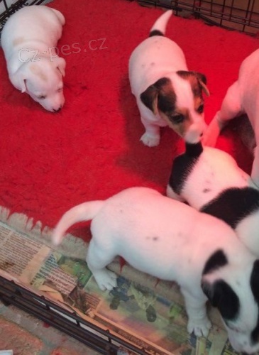 Registrovan� �t��ata Jacka Russella