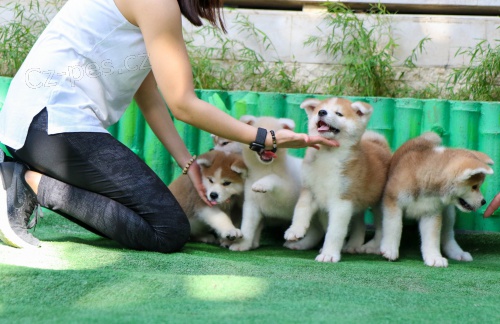 �t��ata Shiba Inu jsou l�skypln�