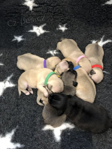 �t��ata mops� nejvy��� kvality