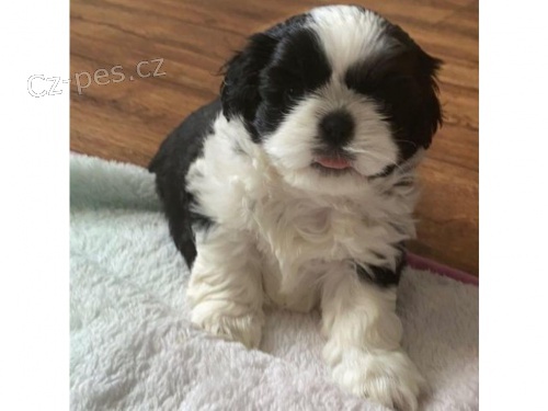 kr�sn� �t��ata shih tzu