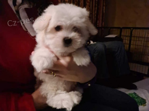 malt�zsk� �t��ata