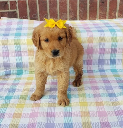 Zlat� retr�vr �t�n� na prodej