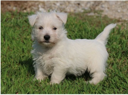 �t��ata west�k� s pp - prodej