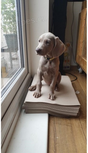 �t��ata v�marsk�ho oha�e