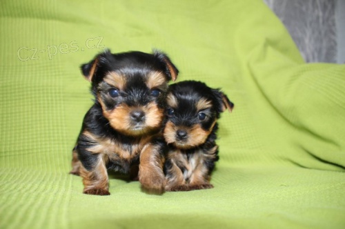 Prod�m rozko�n� a kr�sn� miniaturn� �t��ata yorkshirsk�ho teri�ra. 