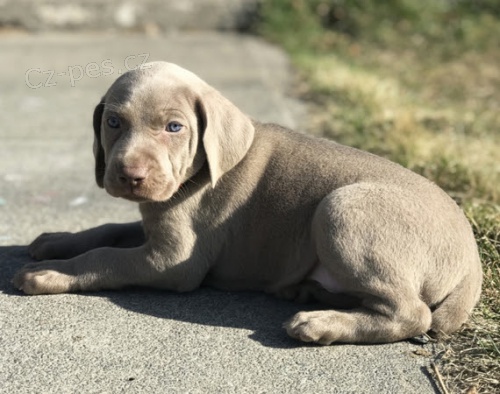 Zdrav� v�mar�t� oha�i �t��ata na prodej