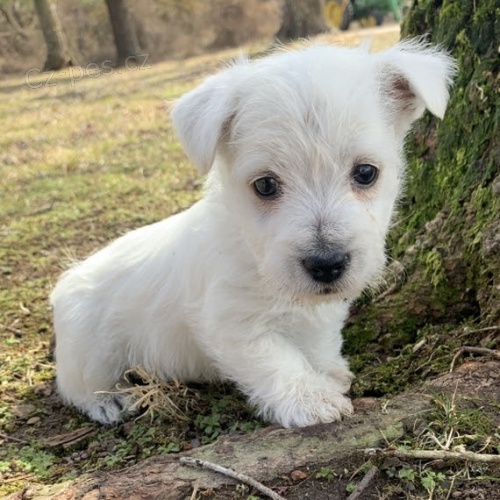 Prod�m kr�sn� �t��ata West Highland White Terrier.