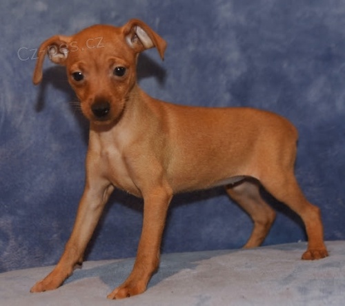 Hygienicky vy�kolen� �t��ata miniaturn�ch pin�� na prodej.