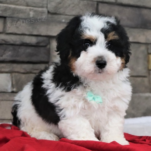��asn� a zdrav� �t���tka Bernedoodle na prodej.