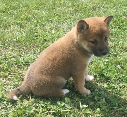 Prod�m rozko�n� �t���tka shiba inu