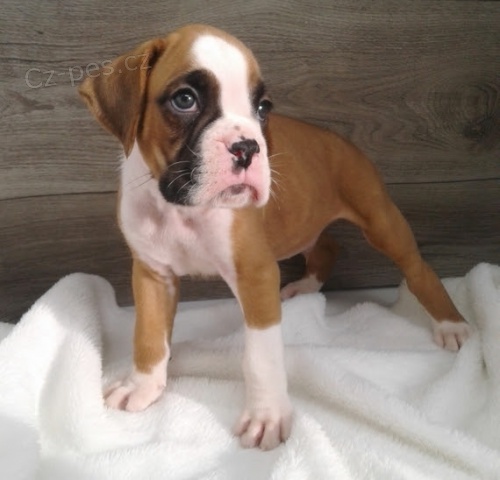 �t��ata americk�ho buldoka na prodej.