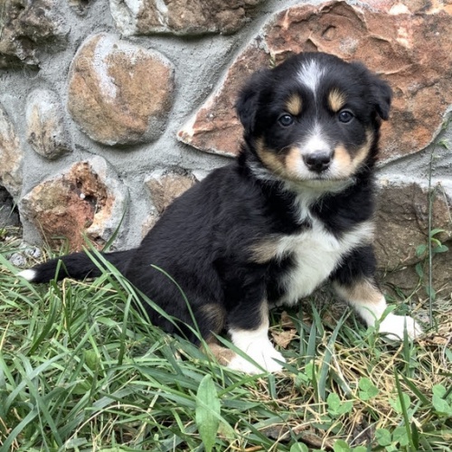 na prodej o�kovan� a od�erven� �t��ata border kolie.