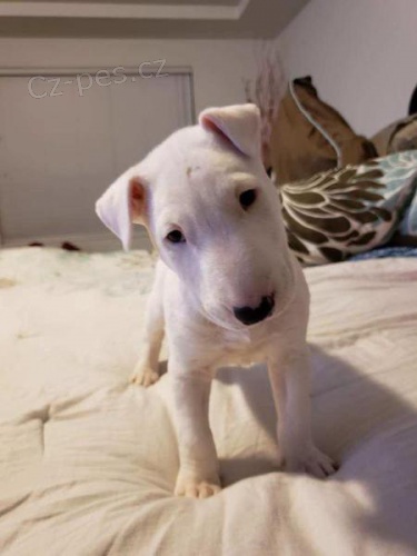 kr�sn� �t��ata anglick�ho bulteri�ra na prodej.