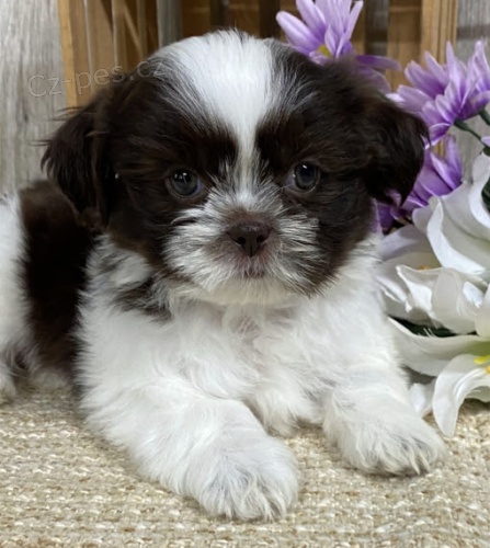 na prodej hygienicky a soci�ln� vy�kolen� �t��ata SHIH TZU.