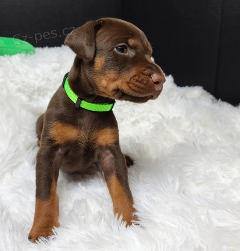 Prod�m �t��ata dobrmana.