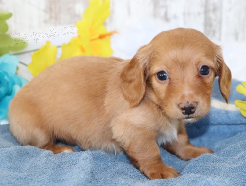 na prodej zdrav� �t��ata jezev��ka