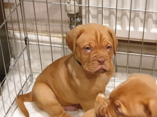 Prod�m zdrav� a hygienicky vy�kolen� �t��ata dogue de bordeaux.