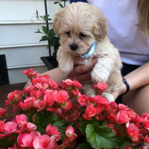 Rozko�n� �t���tka Maltipoo na prodej