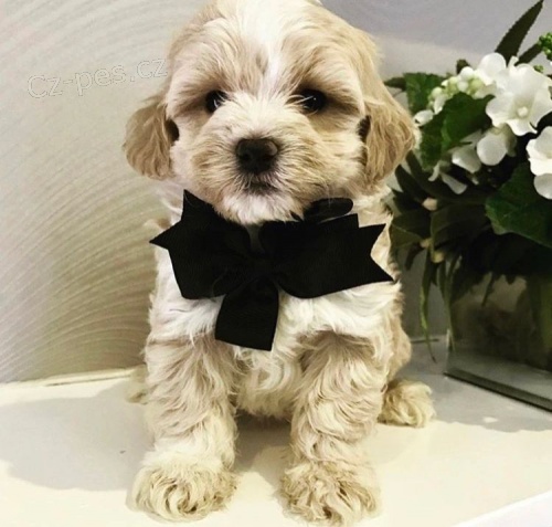 Rozko�n� �t���tka Maltipoo na prodej