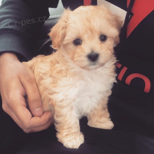 Rozko�n� �t���tka Maltipoo na prodej