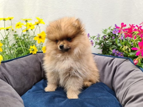 Mal� n�meck� �pic/pomeranian ke kryt�