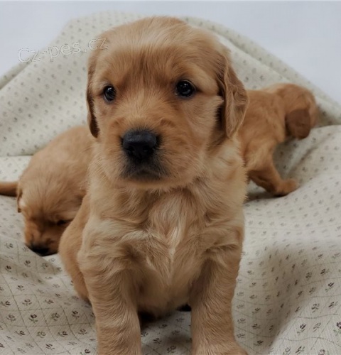 3 kr�sn� �t��ata zlat�ho retr�vra hledaj�c� sv� nav�dy domovy