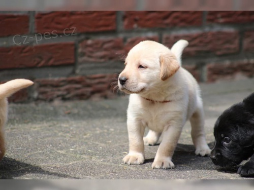 Labrador Retriever s PP (�t�n�)