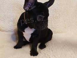 �t��ata francouzsk�ho buldoka plemeno: Francouzsk� buldo�ek 08.08. 2021 - 16:08:21 D�v�m ven N� rodinn� mazl��ek Chi Chi porodil osm