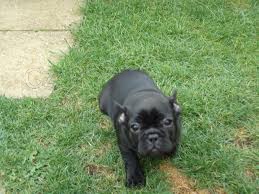 �t��ata francouzsk�ho buldoka plemeno: Francouzsk� buldo�ek 08.08. 2021 - 16:08:21 D�v�m ven N� rodinn� mazl��ek Chi Chi porodil osm