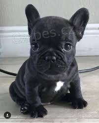 �t��ata francouzsk�ho buldoka plemeno: Francouzsk� buldo�ek 08.08. 2021 - 16:08:21 D�v�m ven N� rodinn� mazl��ek Chi Chi porodil osm