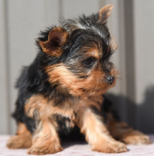 Jork��rsk� teri�r hledat �t��ata nov�ch domov� k adopci.