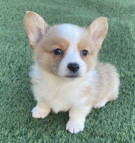 Welsh Pembroke corgi tri barevn� t. Byli vychov�ni v na�em dom� spolu se svou matkou a t�tou. s certifik�tem 5 generace, od�erven� o�kov�n�