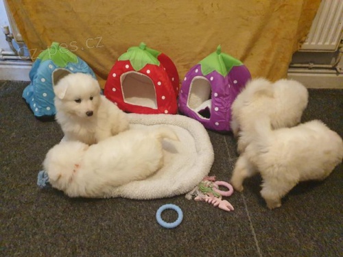 ڞasn� Samoyed �t��ata