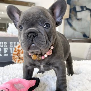 francouzsk�ho buldo�ka