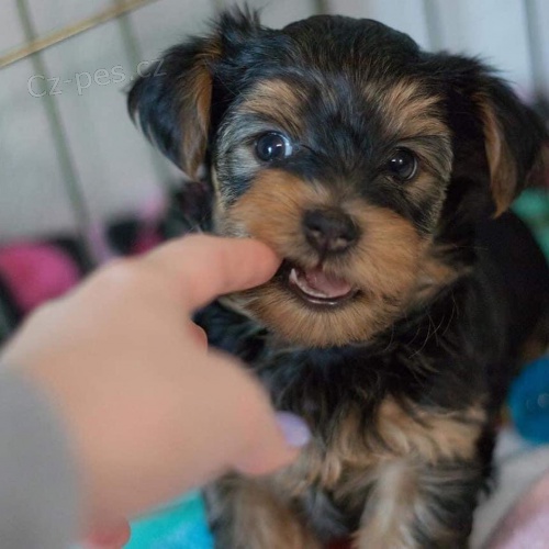 �t���tka Yorkie