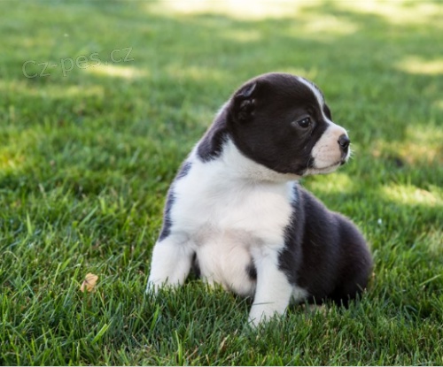 Rozko�n� �t���tka na prodej.