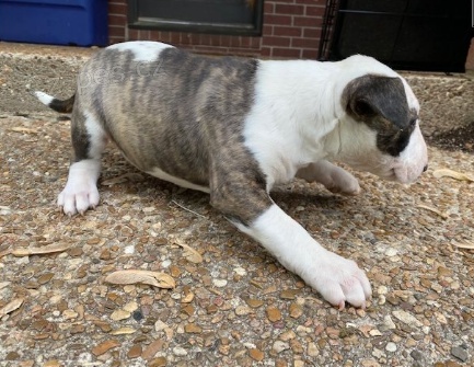 Rozko�n� �t���tka na prodej.