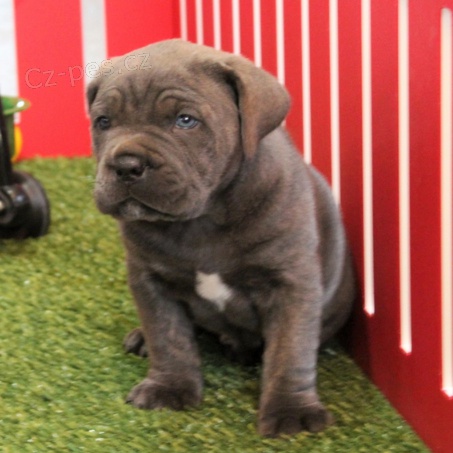 Rozko�n� �t���tka na prodej.