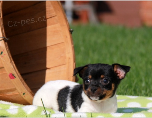 Prod�m rozko�n� �t���tka.