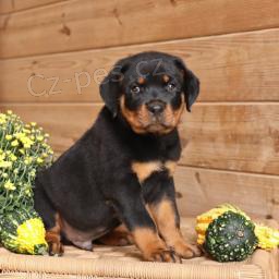 Prod�m rozko�n� �t���tka.