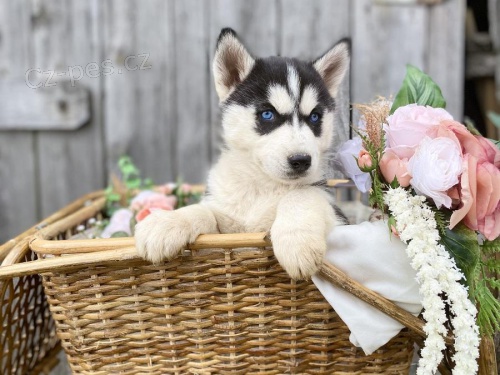 �t��ata sibi�sk� husky k dispozici