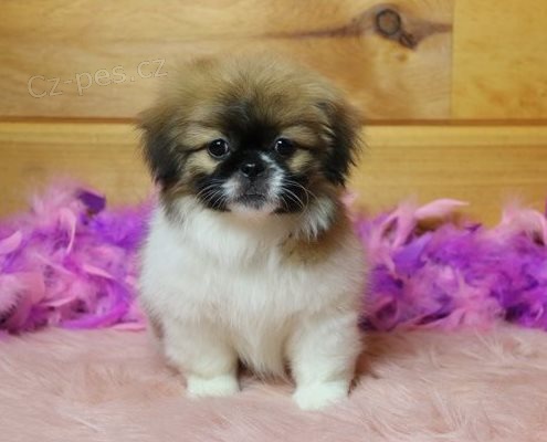 �t��ata Pekingese k dispozici