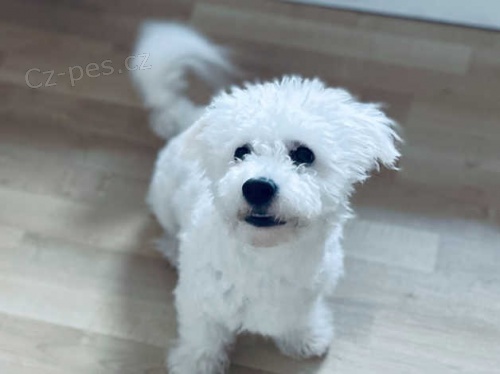 �t��ata Bichon Frise