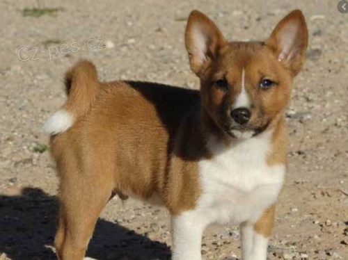 �t��ata basenji