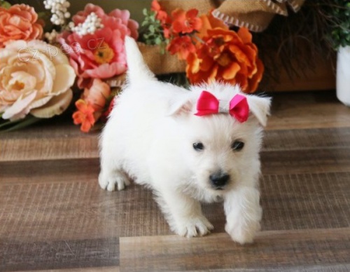 �t��ata West Highland